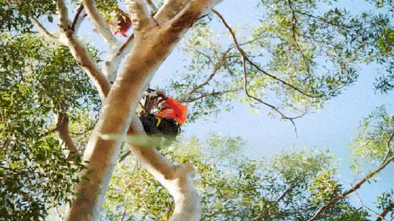 The Importance of Hiring Qualified Arborists for Tree Maintenance in the Inner West