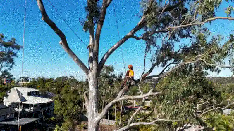 Why Professional Tree Removal Is Essential for Property Safety and Landscape Management