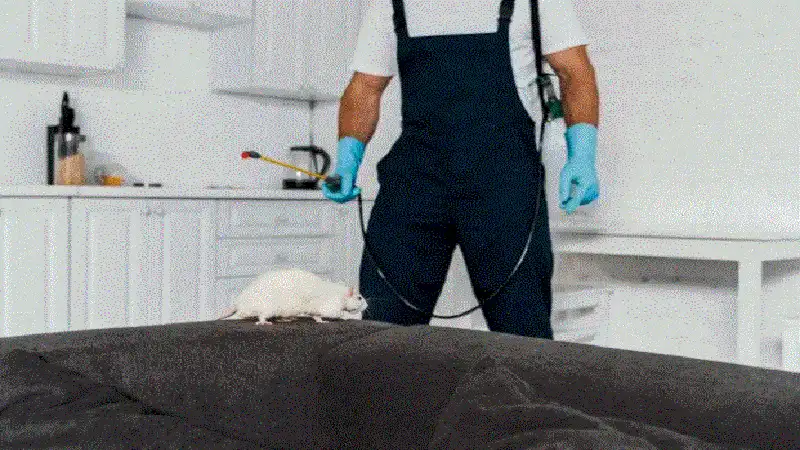 Understanding Strata Pest Control Responsibility for Owners and Committees