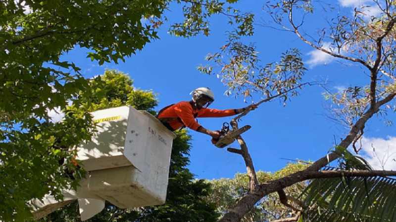 How to Tell When a Tree Needs Professional Attention